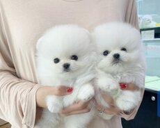 Misqa pomerin spits balası satılır