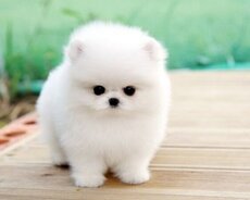 Mişqa pomerian spits balası