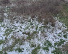 Masazır qəsəbəsi, Paşa Təhməzov küçəsi