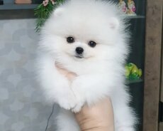 Pomerin spits mişqa balası