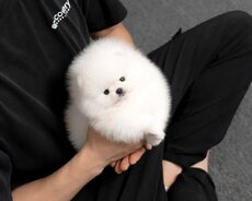 Misqa mini pomerian Spitz balasi