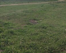 Mehtiabadda 4 sot torpaq sahəsi satılır