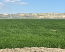 250 hektar arpa əkilmiş ərazi satılır Hacıqabulda