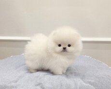 Pomerian Spitz balasi satlir