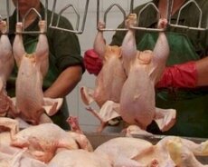 Toyuq məhsullarının qablaşdirilmasi və paketleşdirilesi vans