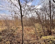 Quba amsarda torpaq sahesi satılır