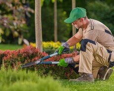 Bağban tələb olunur