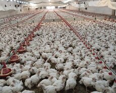 Quşçuluq sexinə ailəvi işçi tələb olunur