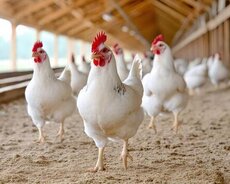 Toyuq fermasına ailəvi işçi axtarılır