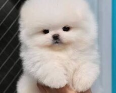 Pomerian Spitz balasi