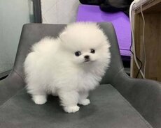 Pomerian Spitz balasi misqa