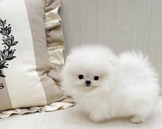 Pomerian Spitz 2 ayqldi