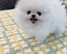 Misqa pomerian Spitz balasi satlir
