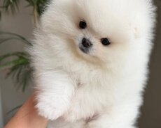 Pomerian Spitz balasi satlir xaricden gelme