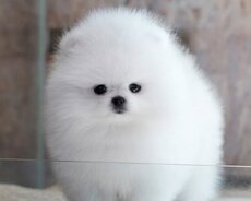 Pomerian Spitz balasi mini