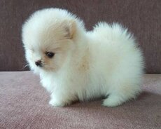 Pomerian Spitz balasi