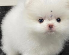 Pomerian Spitz satlir
