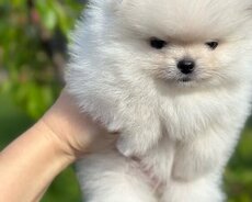 Itler pomerian Spitz balasi