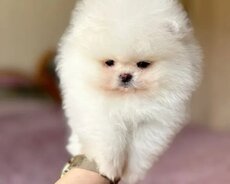 Pomerian Spitz satlir mini