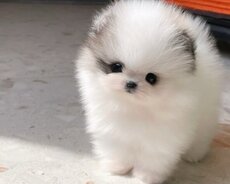Pomerian Spitz balasi satlir 2 aylqdi