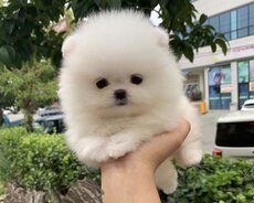 Pomerian Spitz balasi satlir 2 ayqldi mini