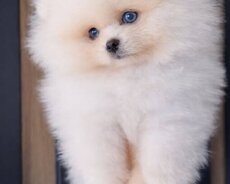 Pomerian Spitz misqa bala satlir