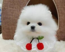 Pomerian Spitz balalari satlir
