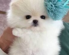 Pomerian Spitz bo satlir