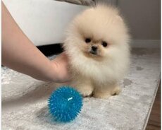 Pomerian Spitz balasi mini