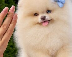Pomerian Spitz balasi satlir misqa