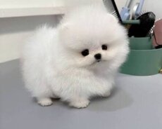Pomerian Spitz balasi satlir disi