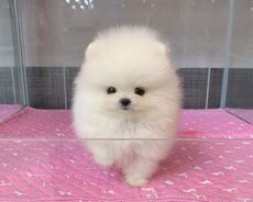 Pomerian Spitz balasi satlir bala