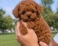 Toy pudel mini bala