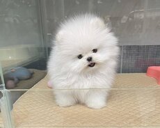 Pomerian Spitz balasi mindi