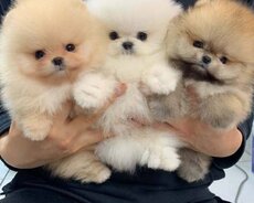 Pomerian Spitz balasi 2 ay