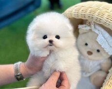 Mini pomerian Spitz balasi
