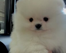 Pomerian Spitz mini