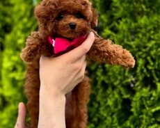 Toy pudel mini
