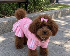 Mini pudel toy