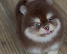 Spit pomerian mini