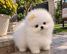 Mini pomerian Spitz