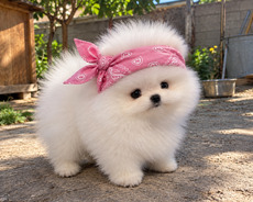 Mini pomerian Spitz baladir