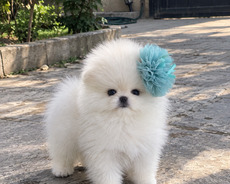 Pomerian Spitz balasi misqa