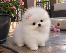 Pomerian Spitz di mindi