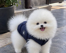 Pomerian Spitz 2 ay