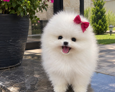Pomerian Spitz mini bala