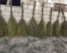 Yovşan otundan süpürgələr