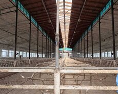 mehemmedli qesebesinde 2600 kvadratliq ferma icareye verilir