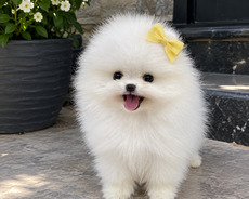 Pomerian Spitzdi mini