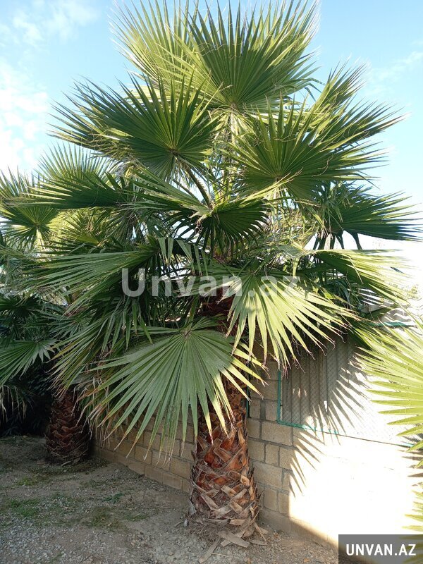 Vaşinqton palmasi Vaşinqton palmasi